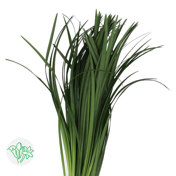 lily grass flower Lily Grass