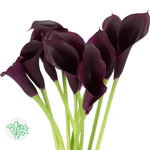 black calla lily plant for sale Calla Lily Cantor
