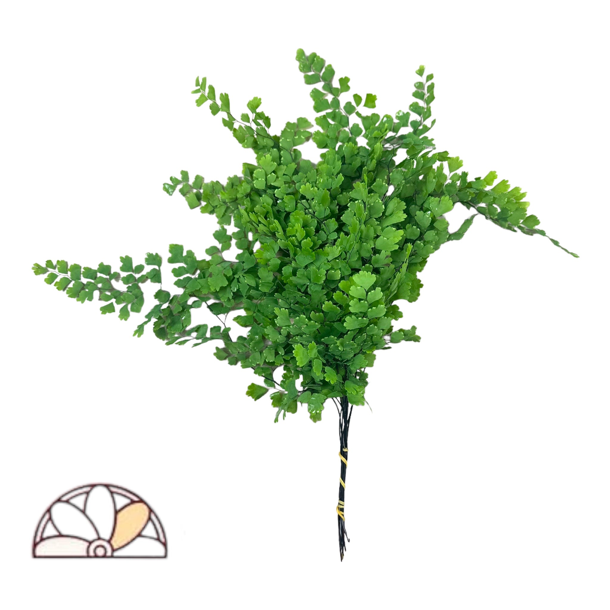 PetalDriven Maidenhair Fern - Thumbnail 2