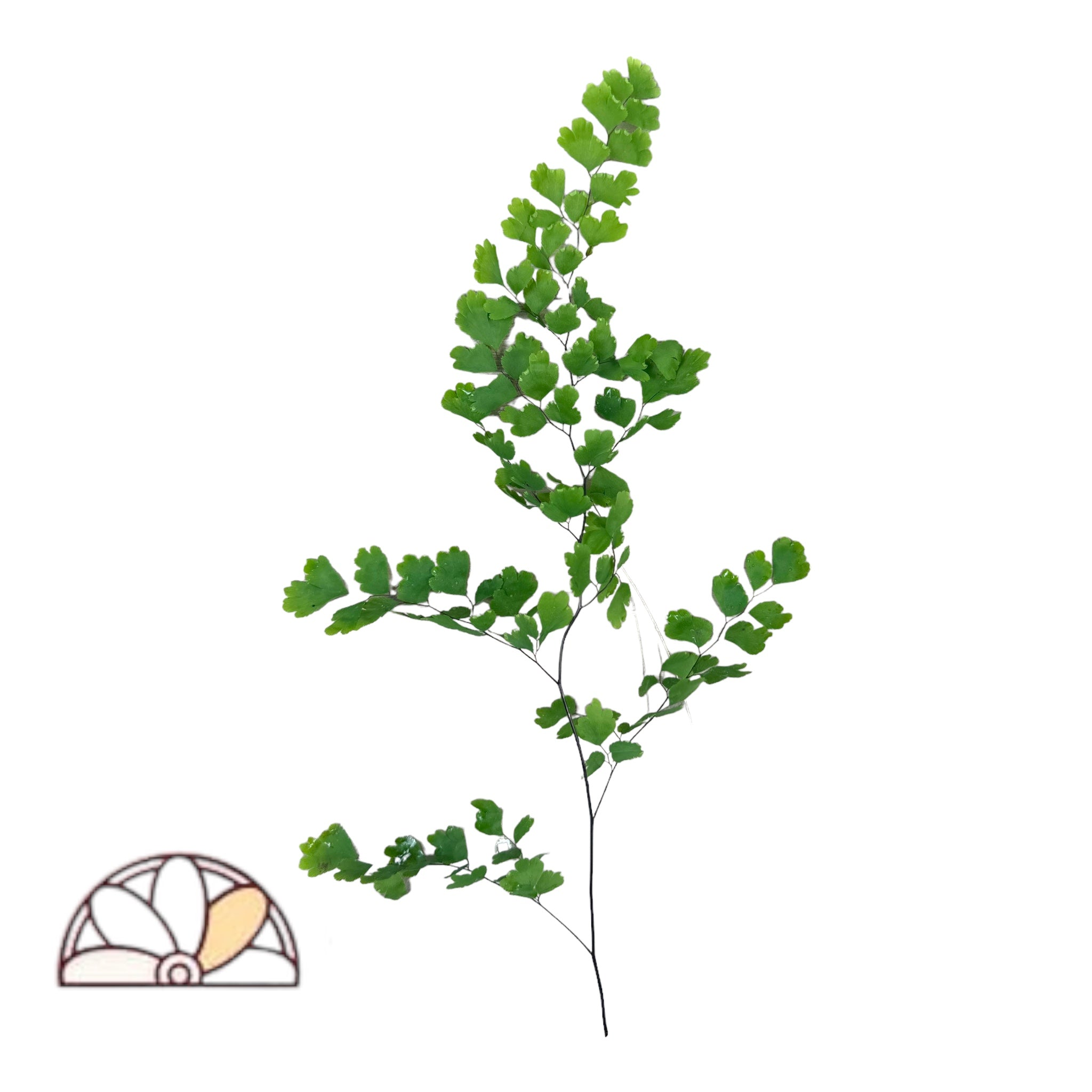 PetalDriven Maidenhair Fern
