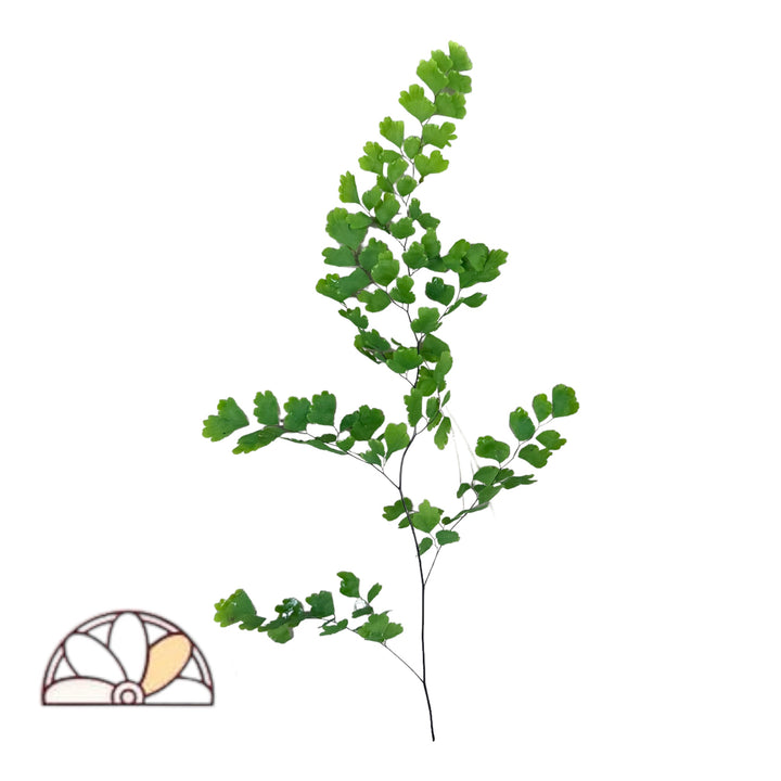 Maidenhair Fern