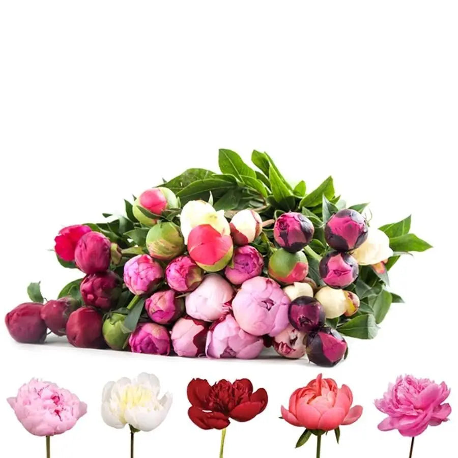 Alaskan Peonies Choose Your Color 45cm - 20 Stem Bunch Alaska