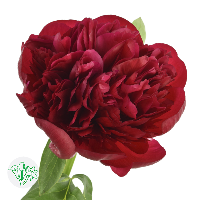 Peonies Choose Your Color 45cm
