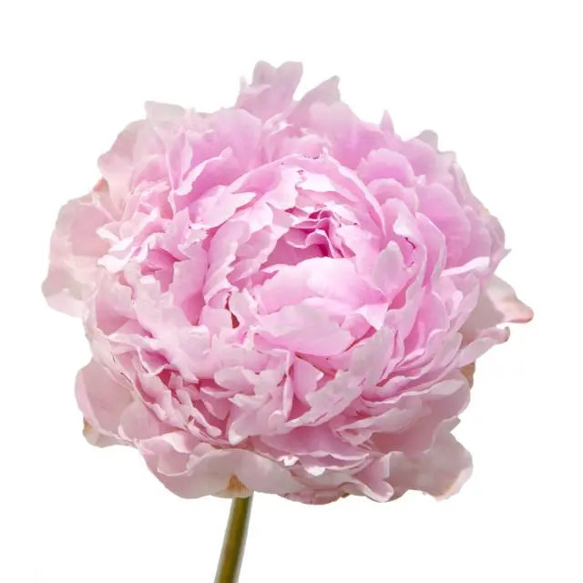 Peony Sarah Bernhardt - PetalDriven
