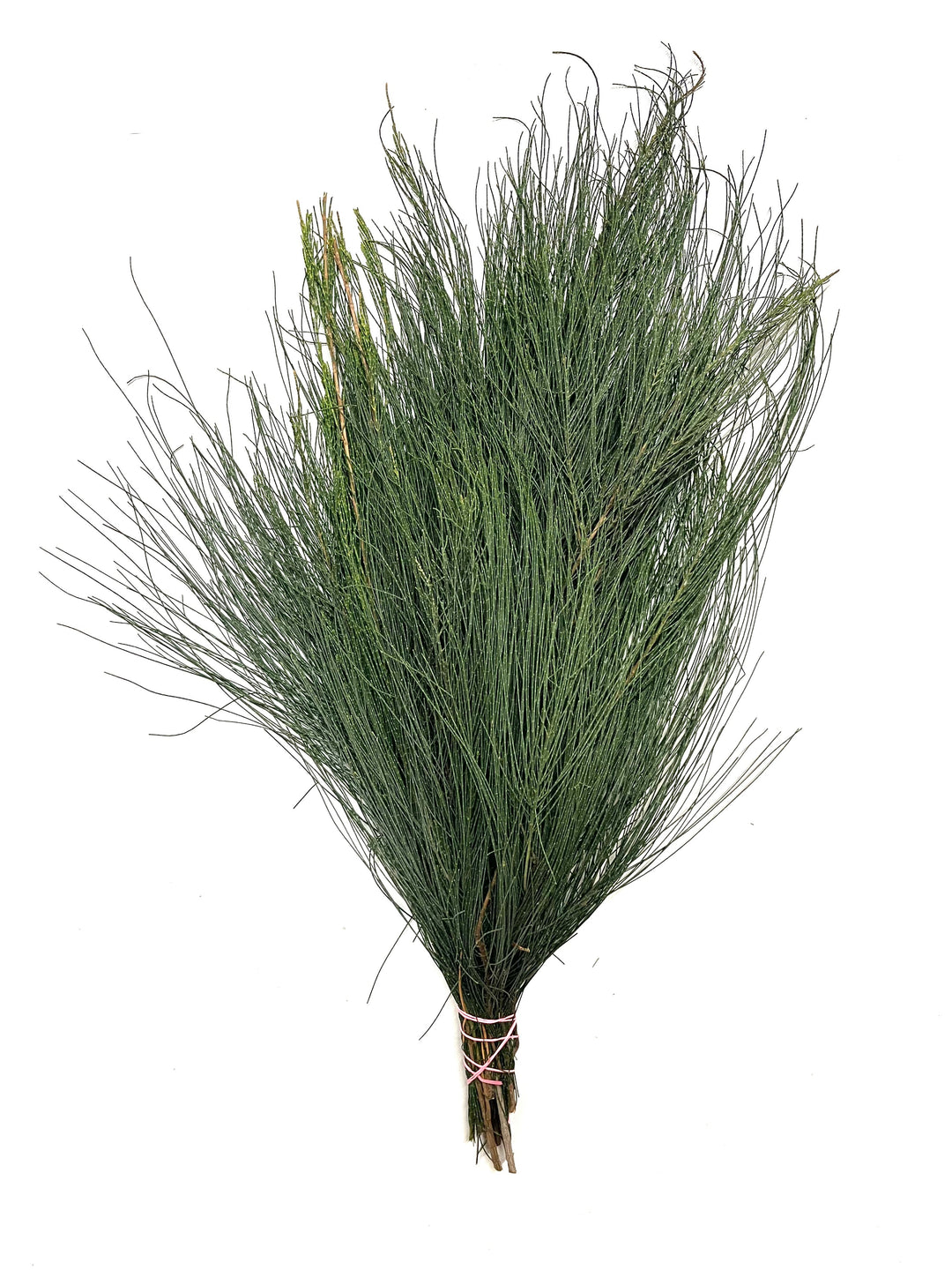 Australian (Pony) Pine