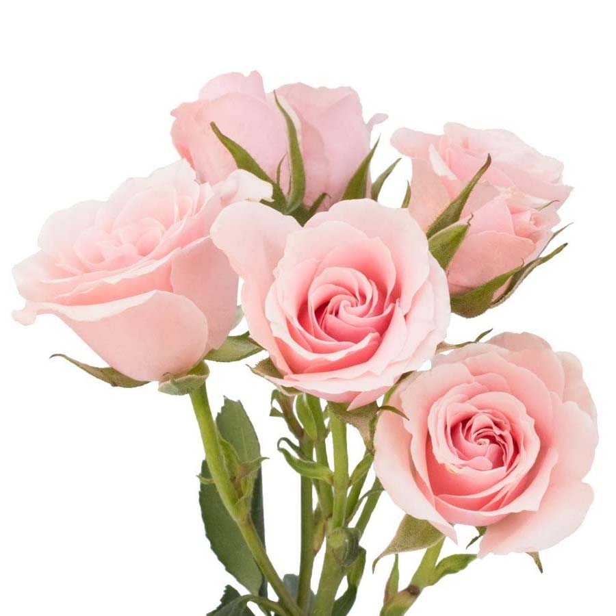 Jewels on a Dime - Valentine's PetalKit