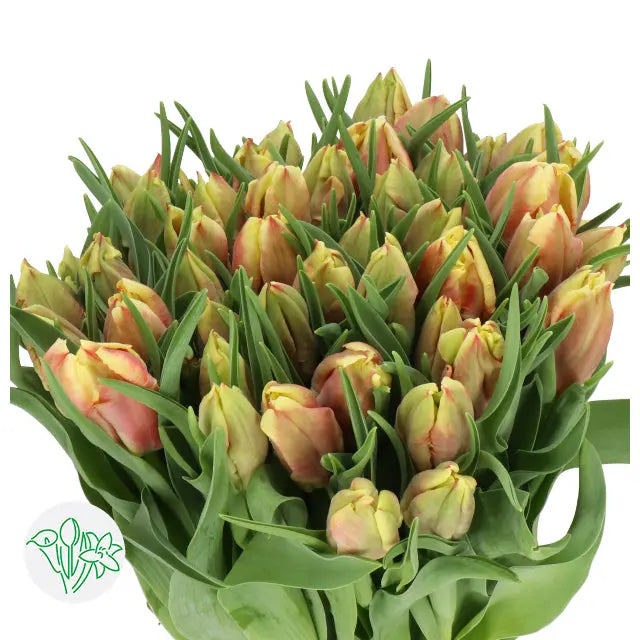 Tulip Parrot Irene Parrot - 50 Stem Bunch Holex Dutch