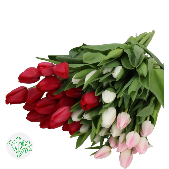 Tulips Christmas Assorted