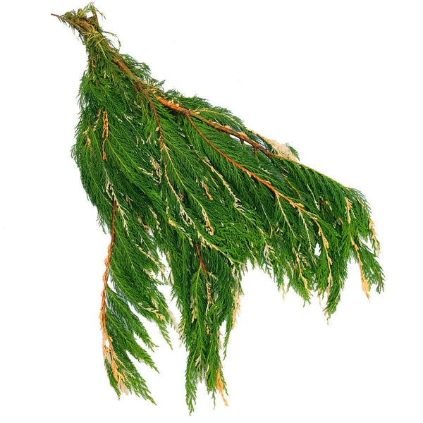 Leyland Cypress Variegated