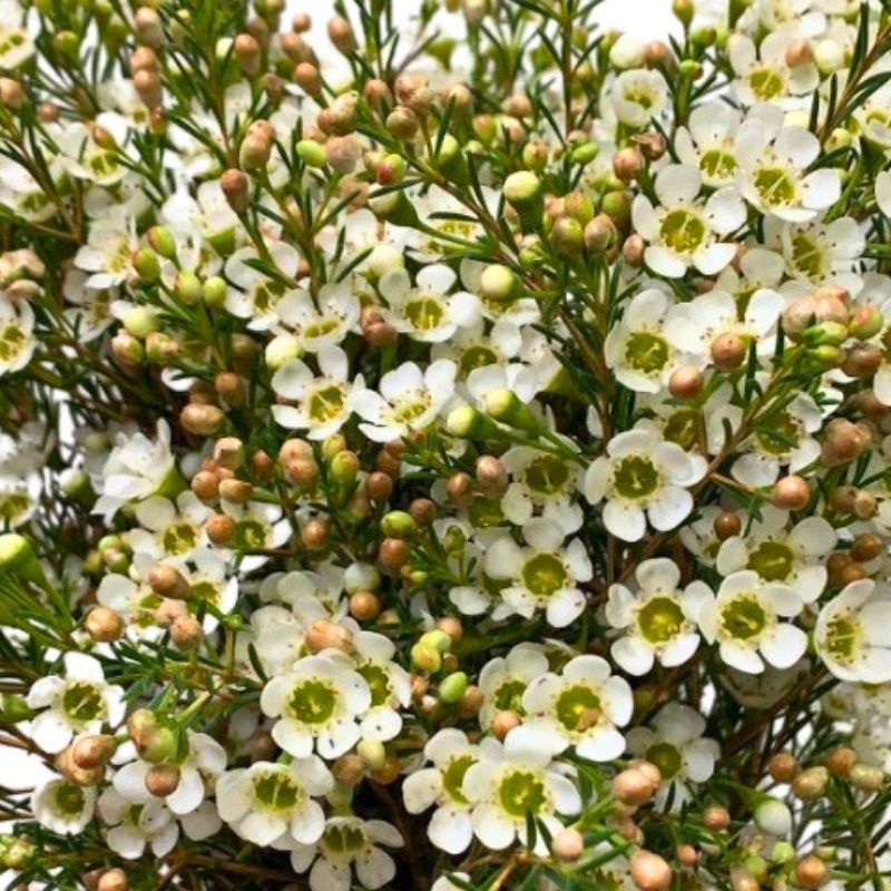 A single bunch of 25 Waxflower Crystal Pearl stems, showing the intricate pearl-like buds and open white flowers.