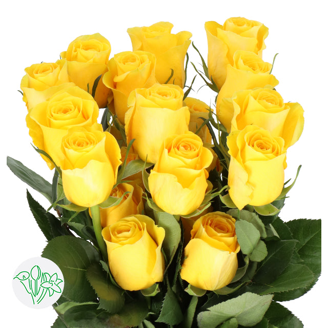 Yellow Roses Multipetals Premium Yellow Roses - PetalDriven
