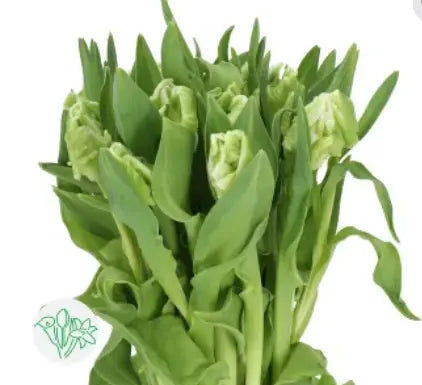 Tulip Parrot Super Parrot 50 Stem Bunch PetalDriven