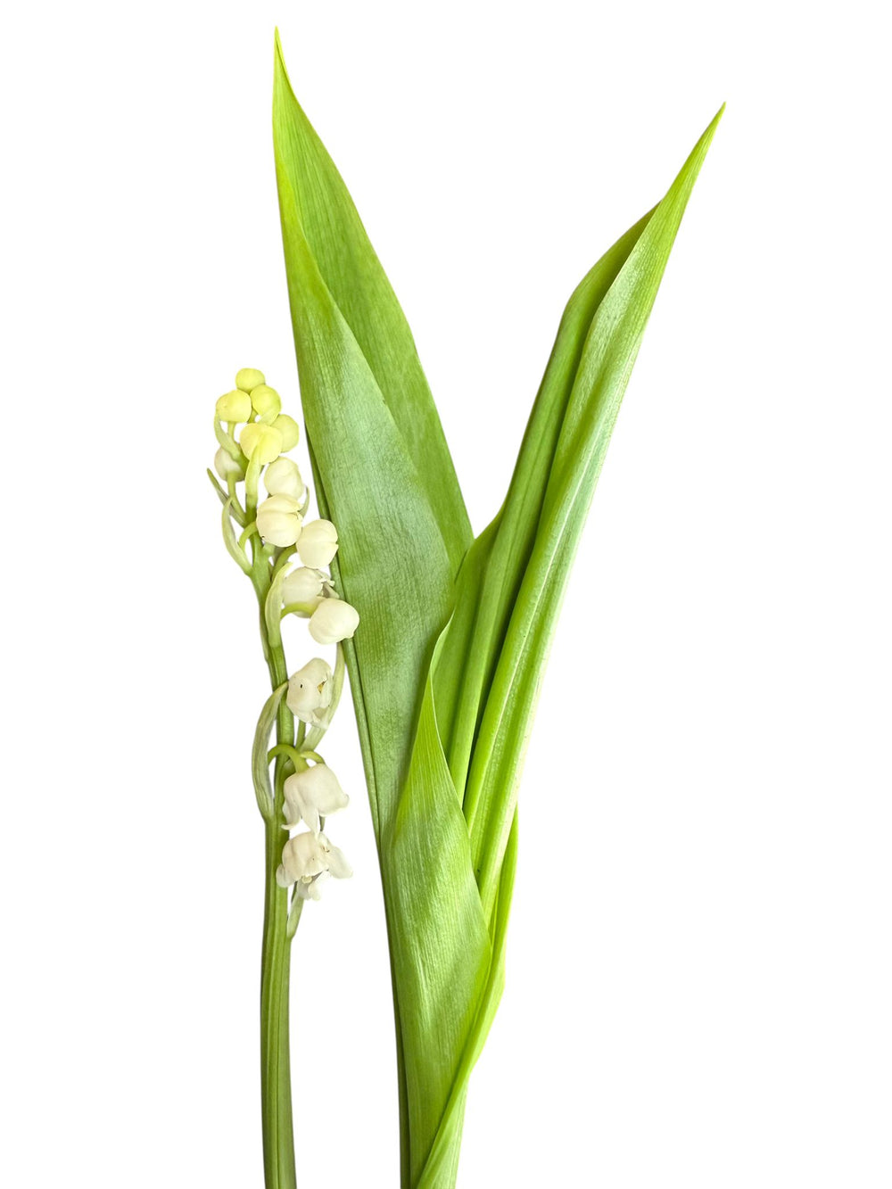 lily of the valley flower for sale Lily of the Valley - 25 Stem Bunch