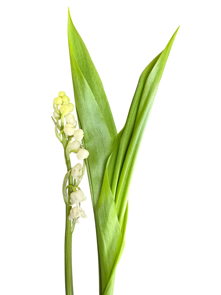 Lily of the Valley - 25 Stem Bunch