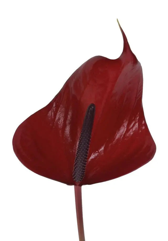 Anthurium Anouk 13cm - 12 Stem Pack