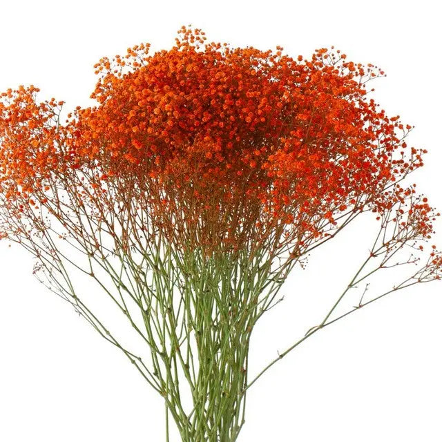Baby's Breath Painted - Halloween Colors - PetalDriven