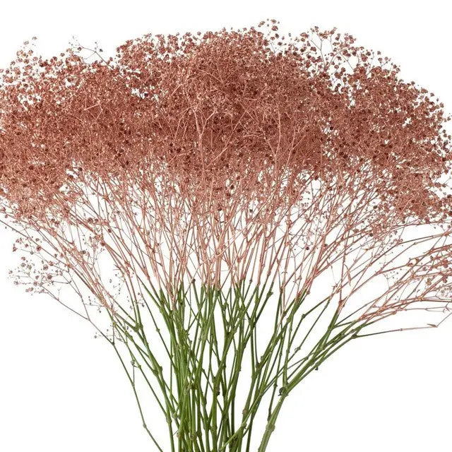 Baby's Breath Painted - PetalDriven