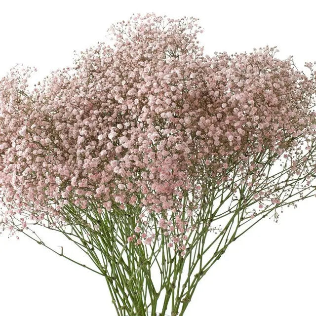 Baby's Breath Painted - PetalDriven
