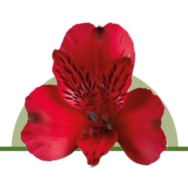 Alstroemeria Red - 100 Stems per Box Holex Dutch