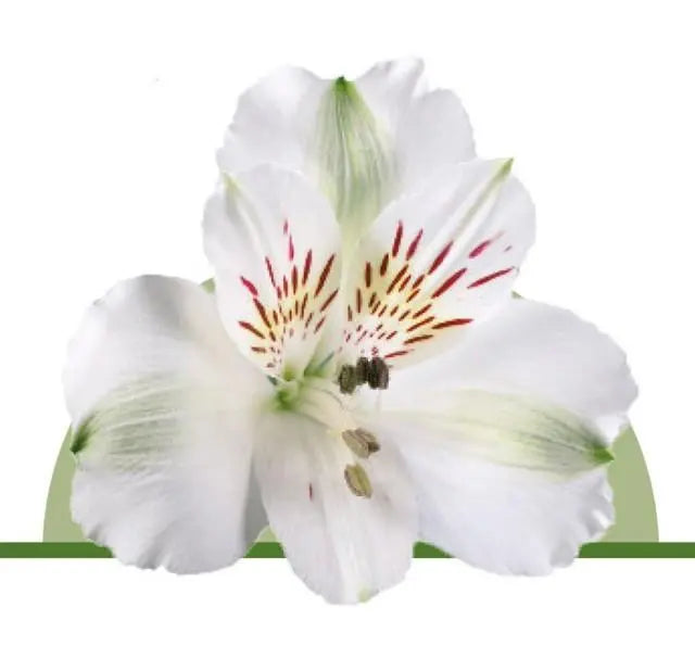 Alstroemeria White -100 Stem Box Holex Dutch