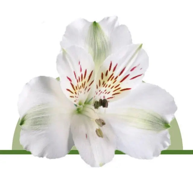 Alstroemeria White