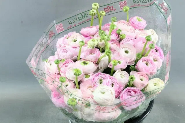 Ranunculus Cloony Light Pink 40cm - 50 Stem Bunch