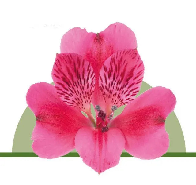 Alstroemeria Hot Pink Holex Dutch