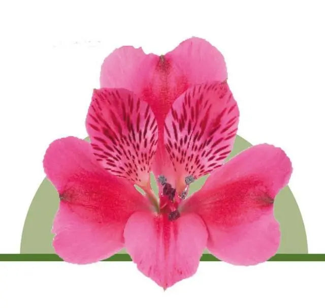 Alstroemeria Hot Pink - 100 Stems per Box Holex Dutch
