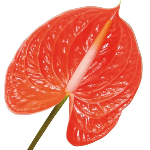 anthurium a midori smart pack 13cm Anthurium Summer 13cm