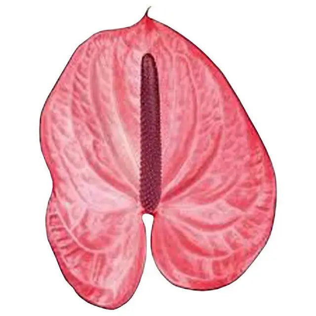 Anthurium Candy 13cm - 12 Stem pack
