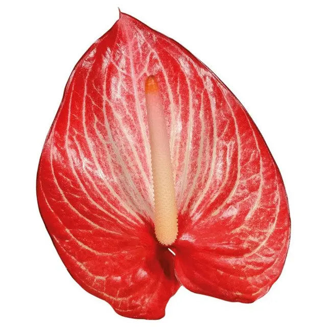 Anthurium Singita 13cm - 12 Stem Pack