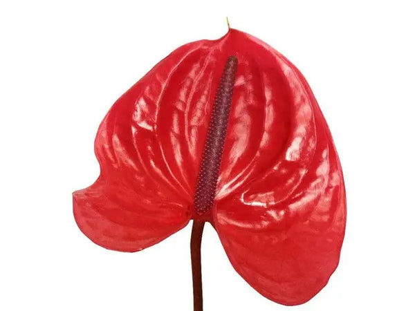 Anthurium Enjoy 13cm - 12 Stem Pack - PetalDriven