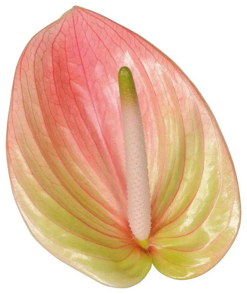 anthurium a midori smart pack 13cm Anthurium Marea 13cm