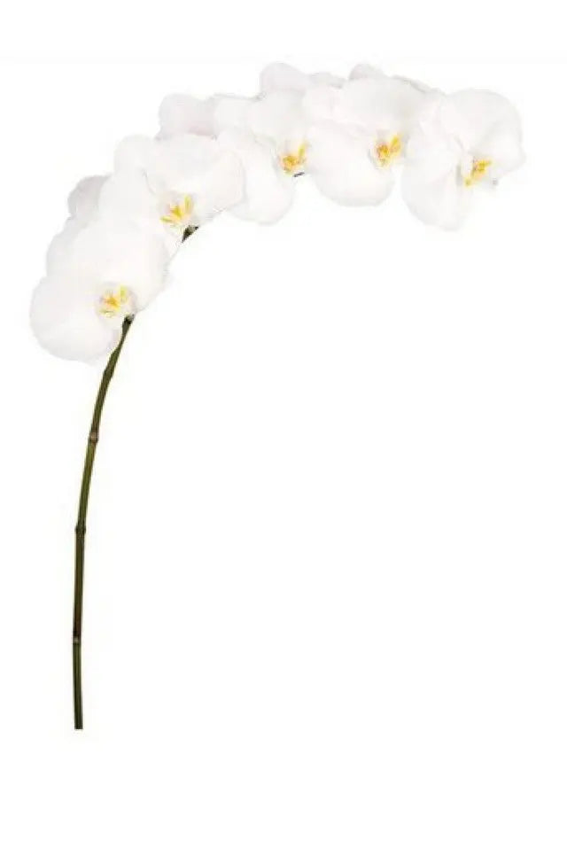 Phalaenopsis Orchid White - 6 Blooms Per Stem - 12 Stem Box