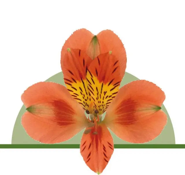 Alstroemeria Orange Holex Dutch