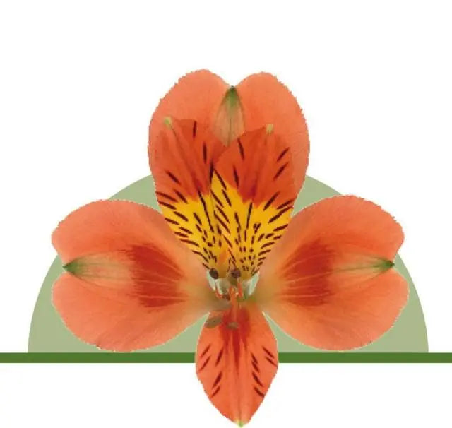 Alstroemeria Orange - 100 Stems per Box Holex Dutch