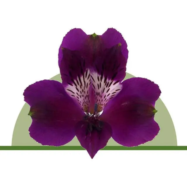 Alstroemeria Purple Tiger Lily Flower Holex Dutch