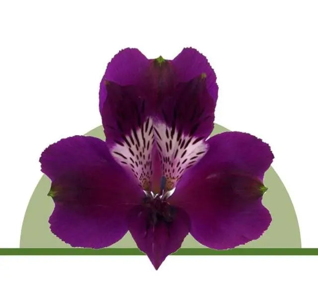 Alstroemeria Purple - 100 Stems per Box Holex Dutch