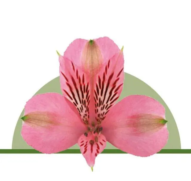 Alstroemeria Pink - 100 Stems per Box Holex Dutch