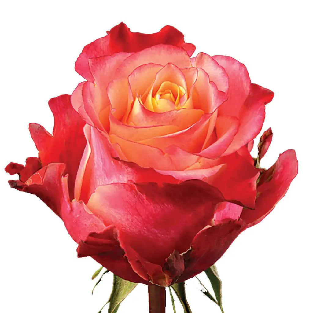 Rose 3D