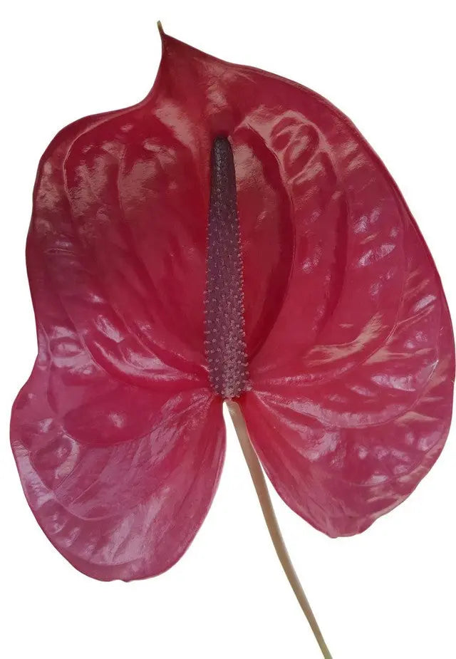 Anthurium Utah 13cm - 12 Stem Pack