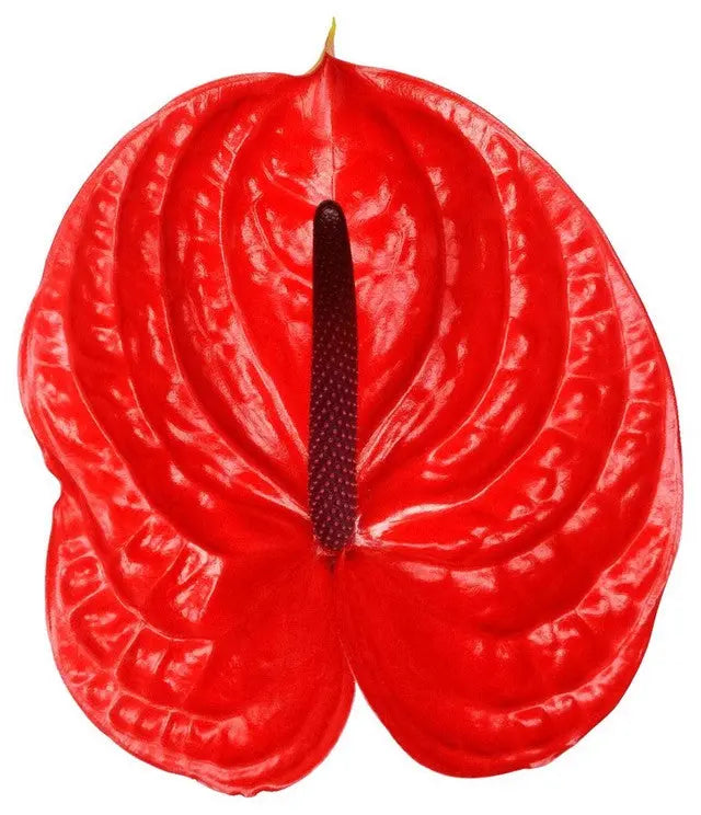 Anthurium Impulz 13cm - 12 Stem Pack