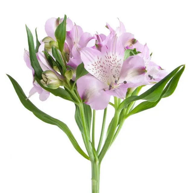 Alstroemeria Lavender Holex Dutch