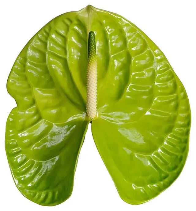 Anthurium Grand Slam 13cm - 12 Stem Pack