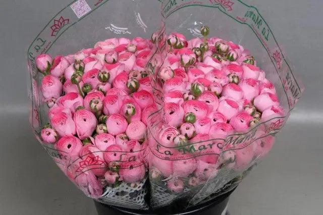 Ranunculus Cloony Flamingo 40cm - 50 Stem Bunch