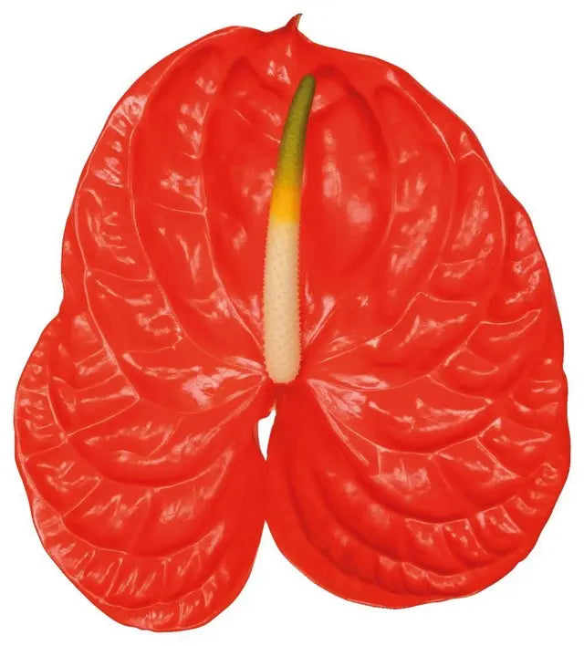 Anthurium Sun Eye 13cm - 12 Stem Pack