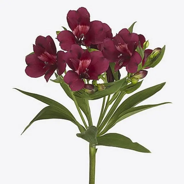 Alstroemeria Burgundy Holex Dutch