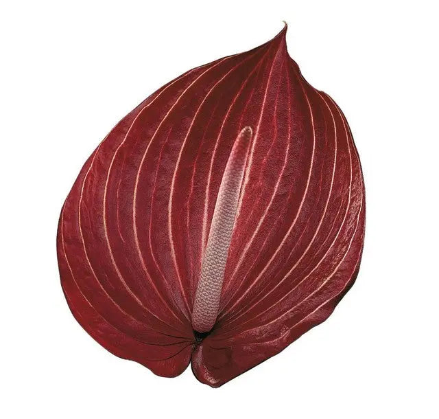 Anthurium Safari 13cm - 12 Stem Pack