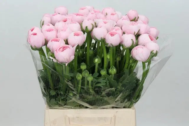 Ranunculus Cloony Hanoi Pink 40cm - 50 Stem Bunch