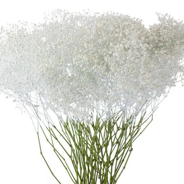 Baby's Breath Painted - Halloween Colors - PetalDriven
